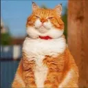 Аватар romashka_68678_32747