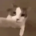 ozhan_48