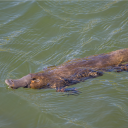 avatar noah is a loser and eats clams