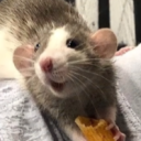 avatar Chicken nugget(?)