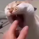 494249424942494249424942