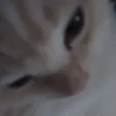 fulv0 avatar