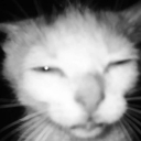 fulvo