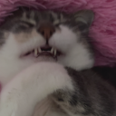 avatar ! youngmoneybby pato