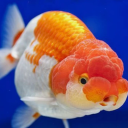 johnfish24#0