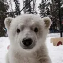polar.lolz