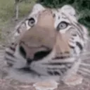 borga