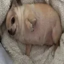 gua_choripan_96320 avatar