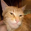 josephelmascapito_8_44817 avatar