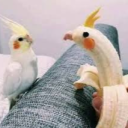 avatar TheKushVanMan