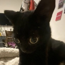 lycoriswisp#0428's avatar