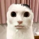 catgotomuchrizz avatar