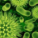 junglevirus_65228