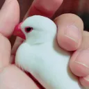 tomohuro