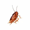 just_a_cockroach avatar