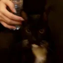 mangoaa1