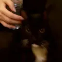mangoaa1