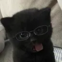 Аватар black_kotik