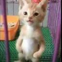 the_ultimate_chuler avatar