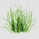 grassgrow