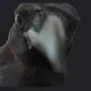 _hoots_