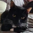 tasoli_