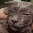 luxzuri