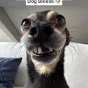 fralle123456778 avatar