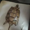 nico.capi74560 avatar