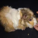 papuhilos_52986 avatar