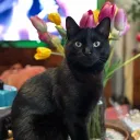 .kimlori.