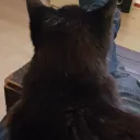 azpet