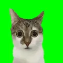 juan_juan_