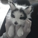 avatar frish!? <chka>