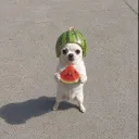 yamo.