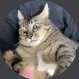 tee_r666