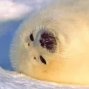 reald0minic