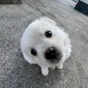 swnlve