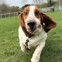 swnlve