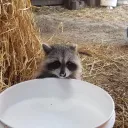 cannibalholiday