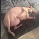 Аватар phlegengaetoia