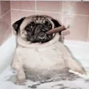 Аватар agentmolochnijzub