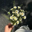 lluuccaasszzxx_