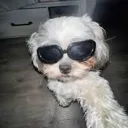 pepsiiiiicrazayyyyyy avatar