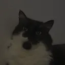 cathubontop