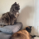 View hoi_i_m_temmie's Profile