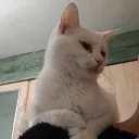 vdrvbvfe