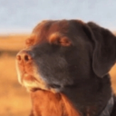 kaixiang0953's Avatar