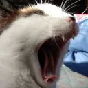 badoshk
