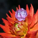 supernova2532